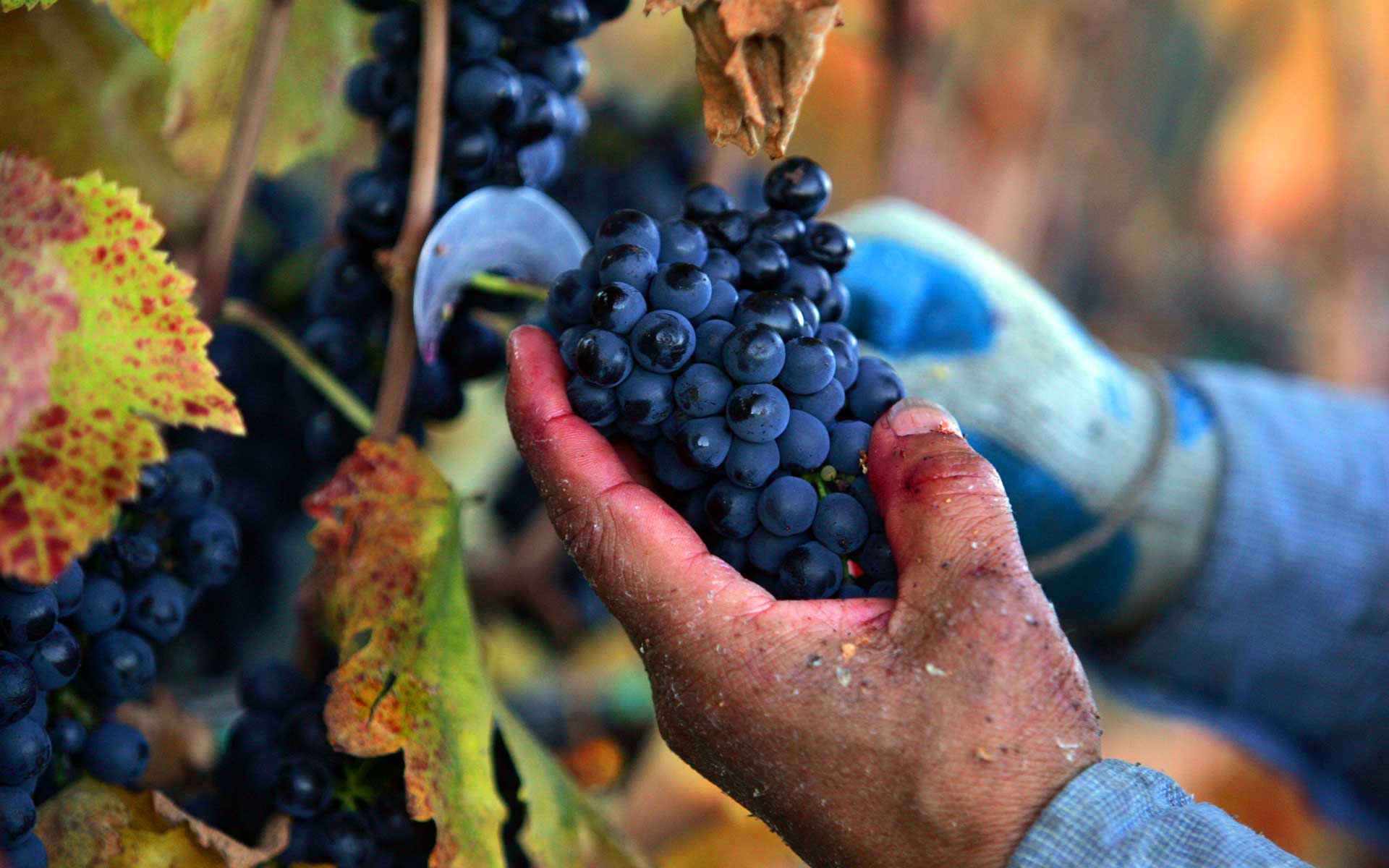 Best Is Harvested: Closup of red grapes being pruned